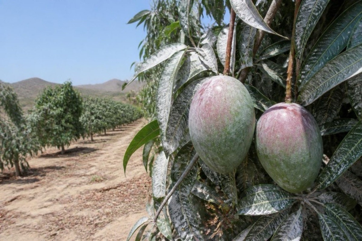 Protección solar con caolín en mango
