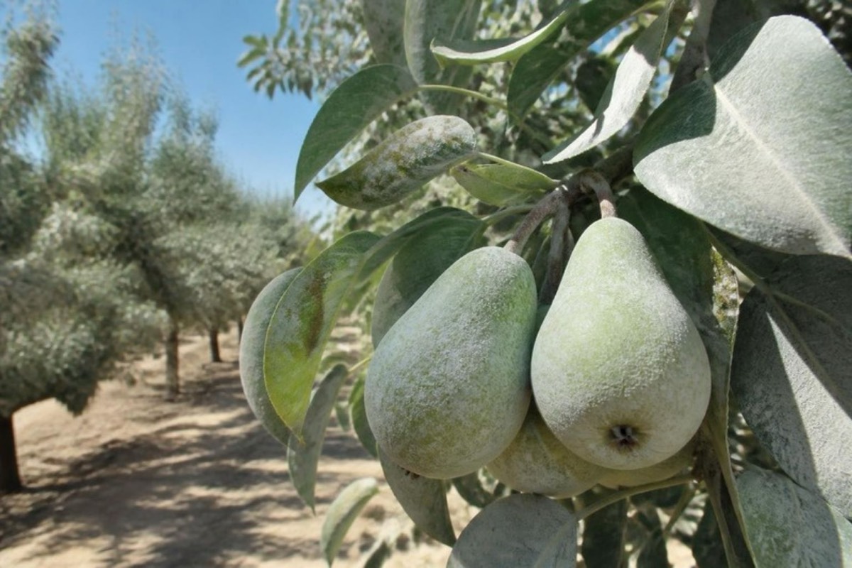 Protección solar con caolín en peral