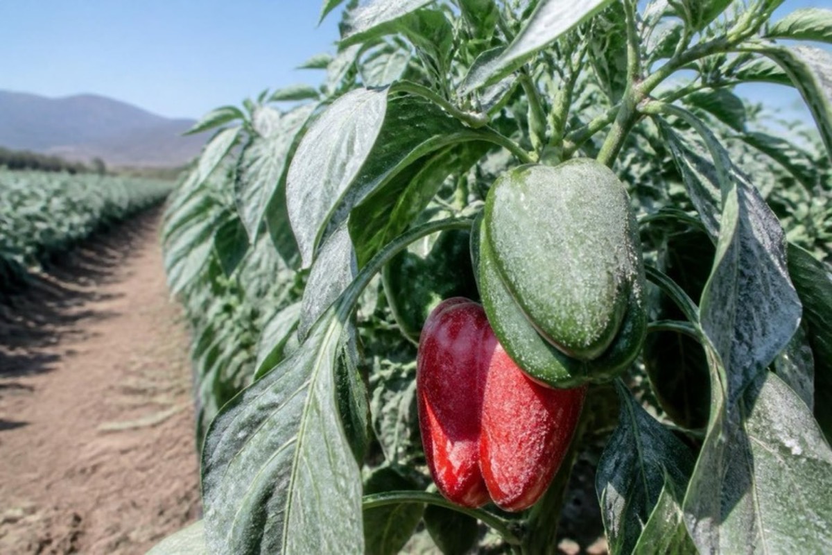 Protección solar con caolín en pimiento