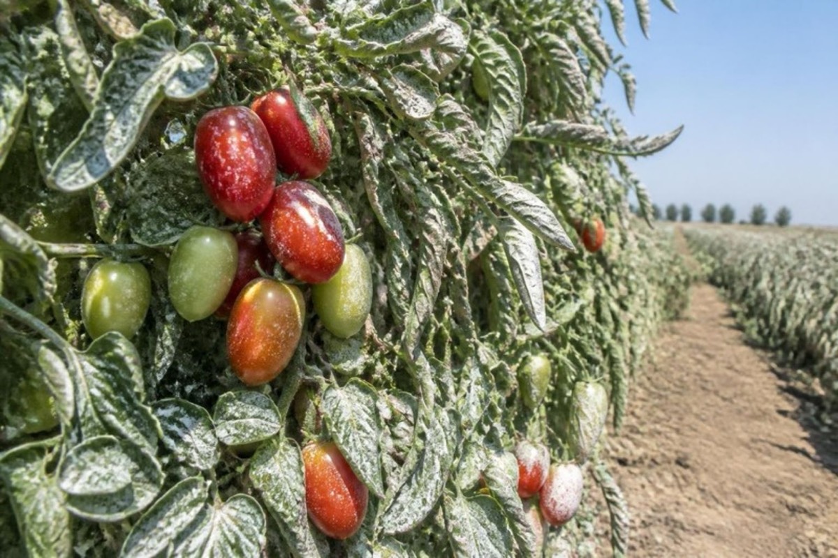 Protección solar con caolín en tomate